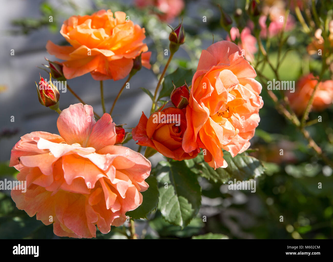 Schöne orange und rot nostalgische Rose in einem Garten. Strauch rose Westerland. Deutsche rose. Kordes Rosen Stockfoto