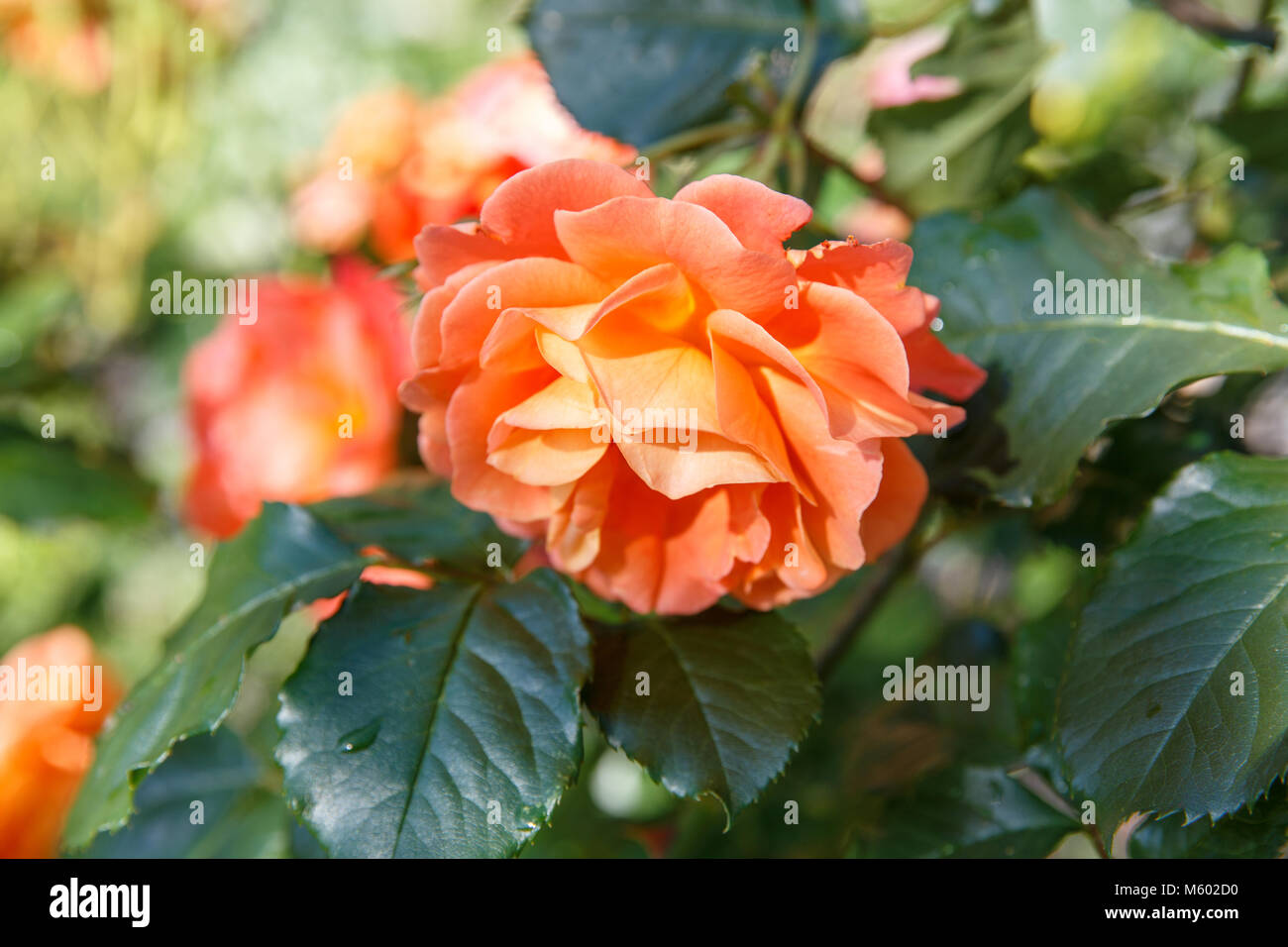 Kordes rosen Fotos und Bildmaterial in hoher Auflösung Alamy