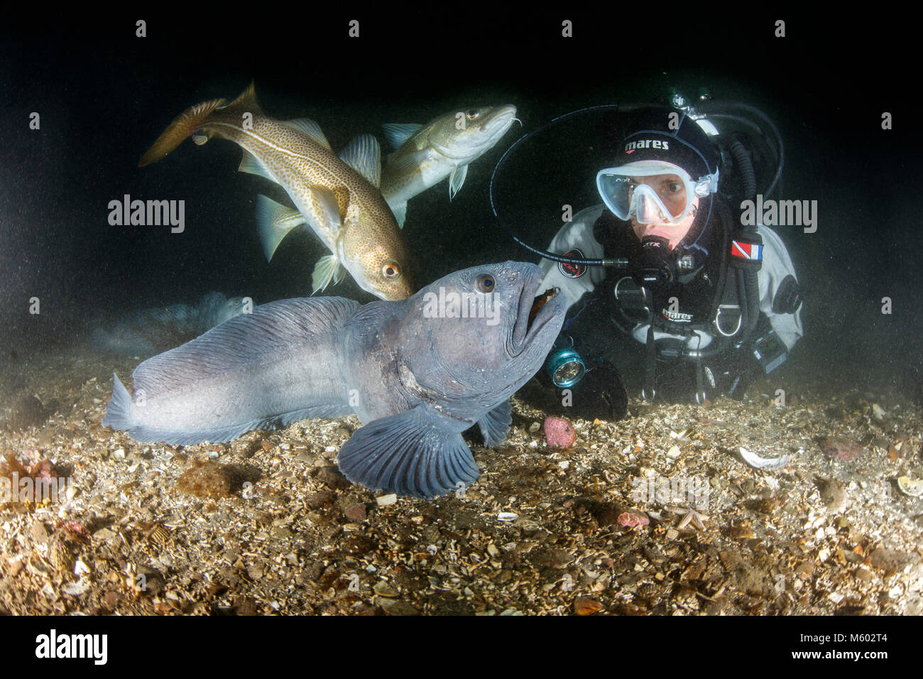 Kabeljau und Atlantic Wolffish, Gadus morhua, Anarhichas lupus, Nordatlantik, Island Stockfoto