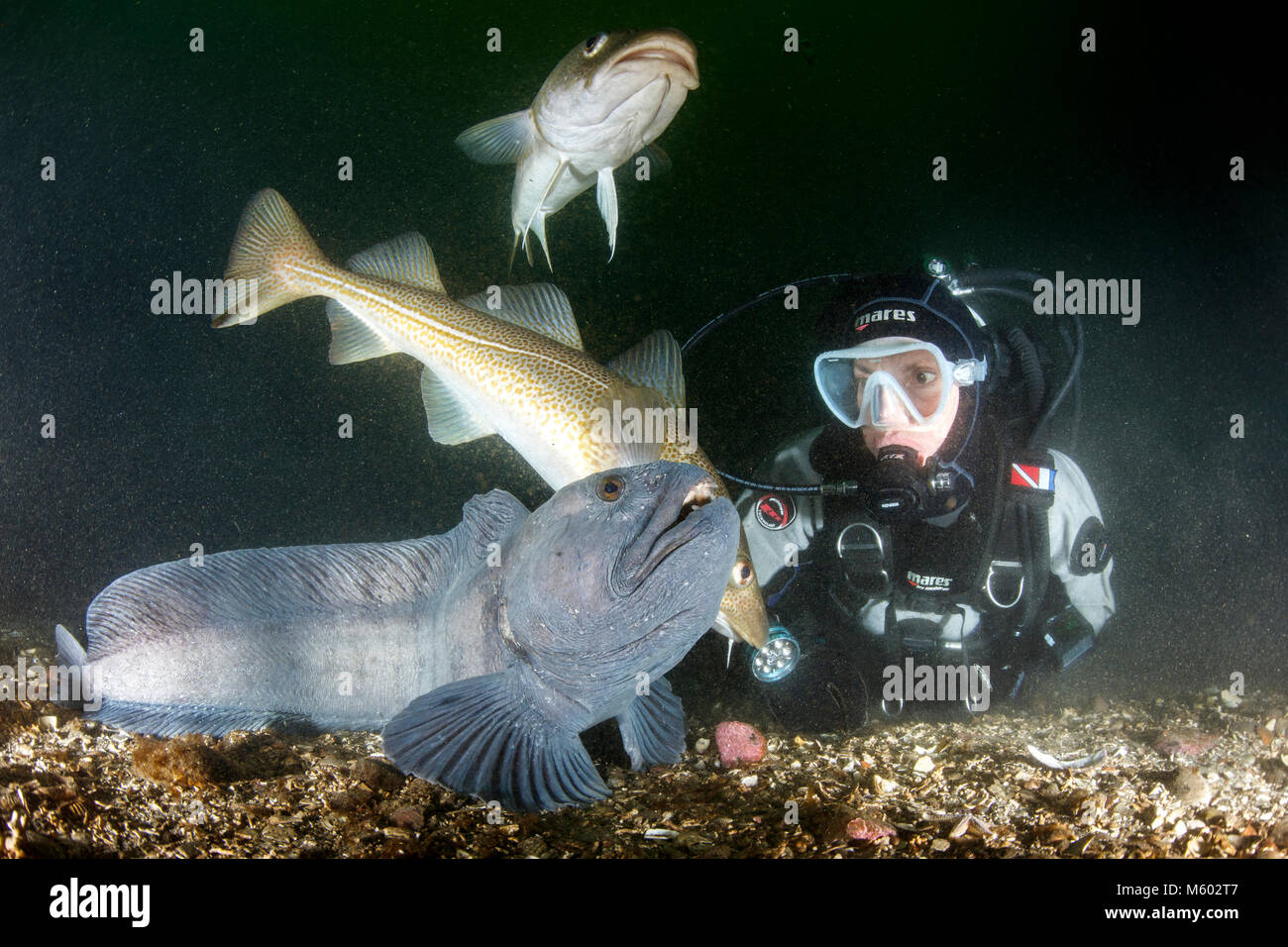 Kabeljau und Atlantic Wolffish, Gadus morhua, Anarhichas lupus, Nordatlantik, Island Stockfoto