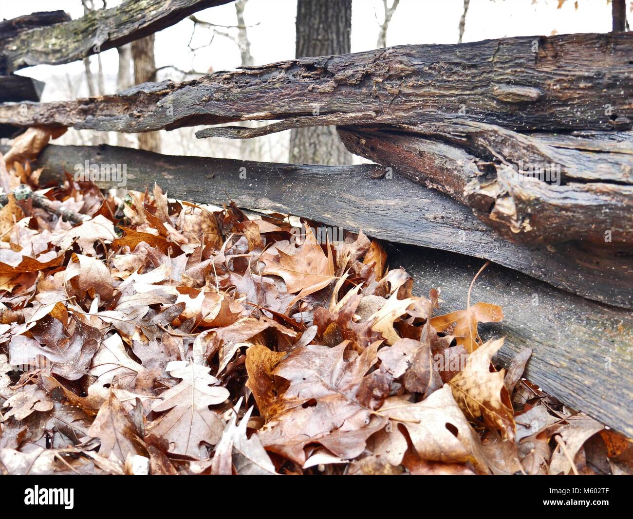 Herbstlaub hinter einer alten, abgenutzten Zaun Stockfoto