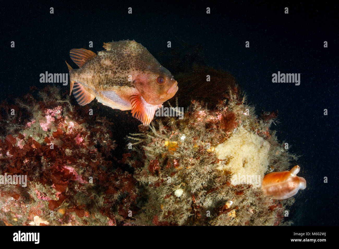 Lumpsucker Bewachung sein Gelbes Eggmass, Cyclopterus lumpus, Nordatlantik, Island Stockfoto