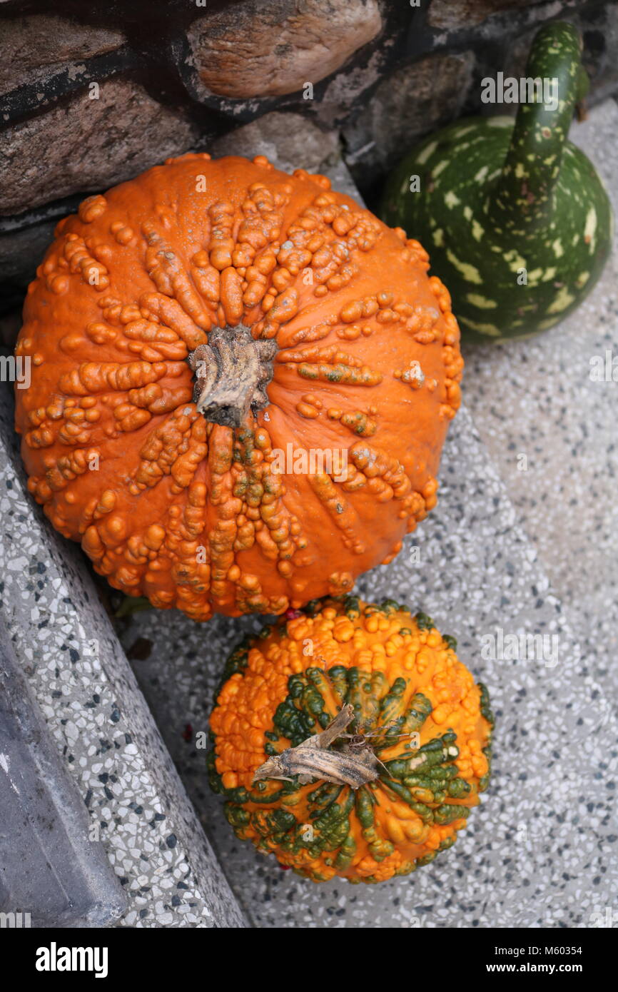 Herbst Kürbisse Dekor Stockfoto