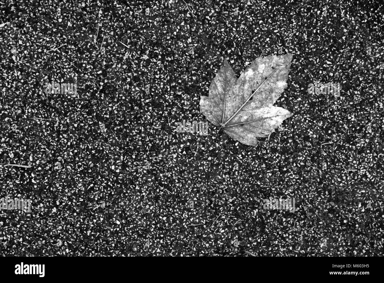 Ein einzelnes Blatt an den Asphalt klemmt Stockfoto