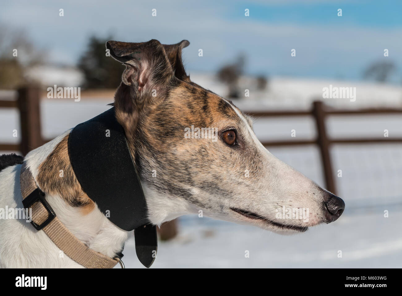 Porträt einer wunderschönen Brindle-weiß ex-Racing (im Ruhestand) Greyhound in Sonnenschein gegen einen Verschneiten Hintergrund Stockfoto