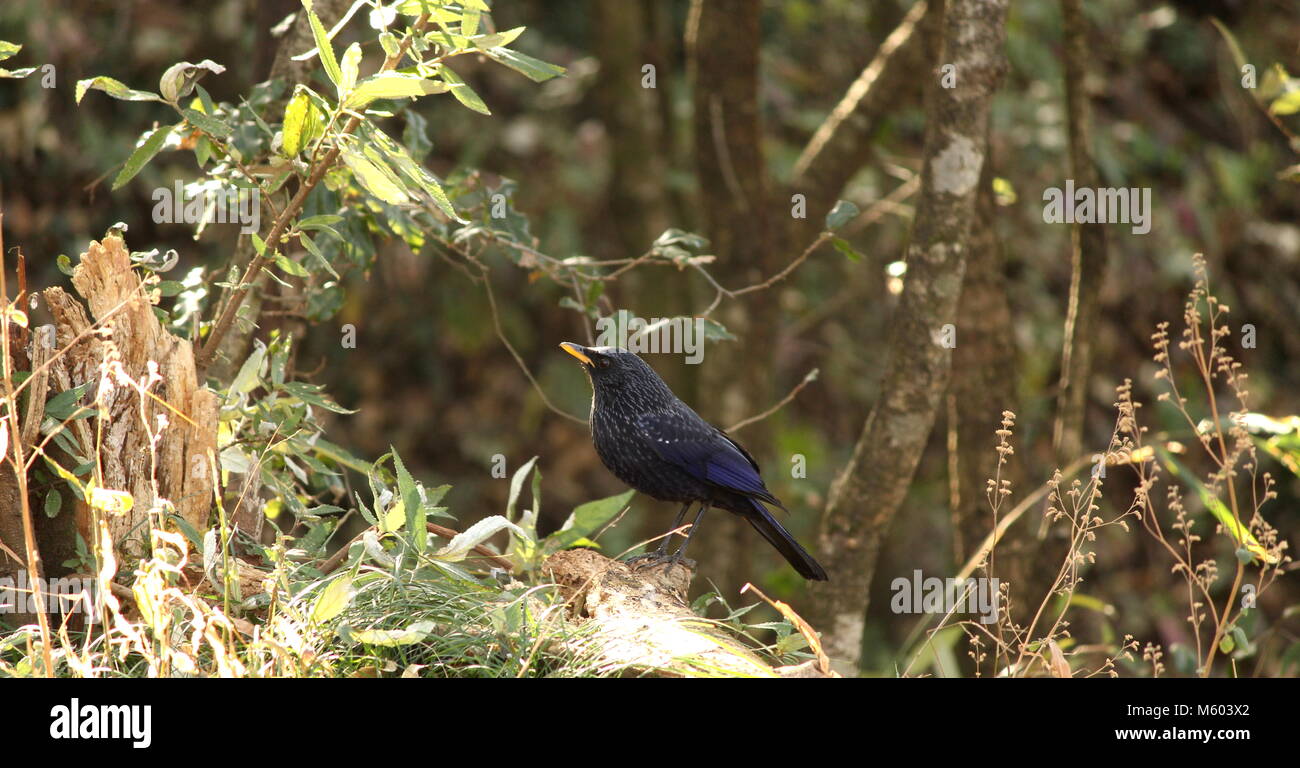 BLUE PFEIFEN THRUSH Stockfoto