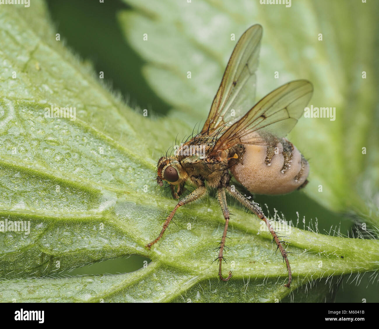 Gelb Mist Fliegen (Scathophaga Stercoraria) durch die Entomopthera sp infiziert. Pilz. Tipperary, Irland Stockfoto