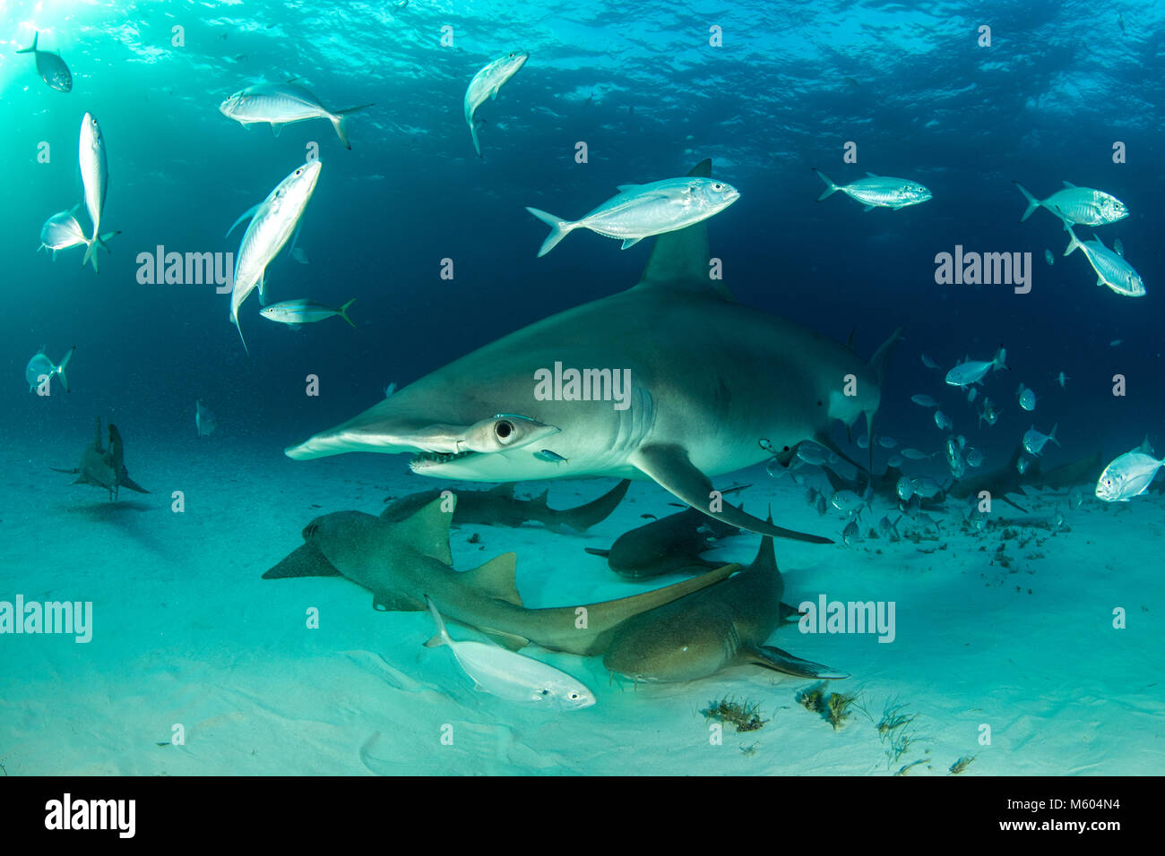 Große Hammerhai und Ammenhai, Sphyrna mokarran, Bimini, Bahamas Stockfoto