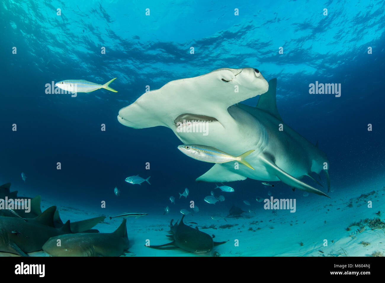 Große Hammerhai und Ammenhai, Sphyrna mokarran, Bimini, Bahamas Stockfoto
