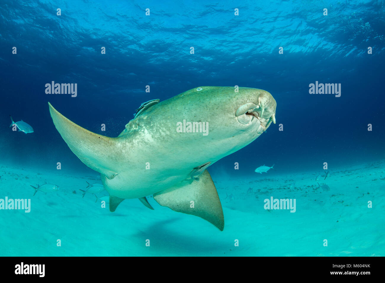 Nurse Shark, Ginglymostoma Cirratum, Bimini, Bahamas Stockfoto