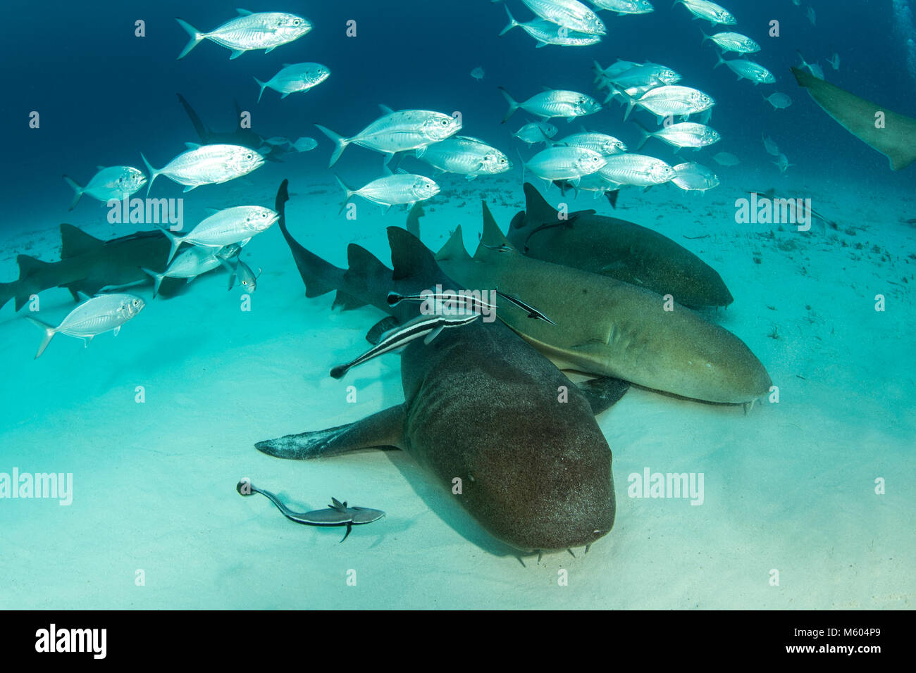 Nurse Shark, Ginglymostoma Cirratum, Bimini, Bahamas Stockfoto