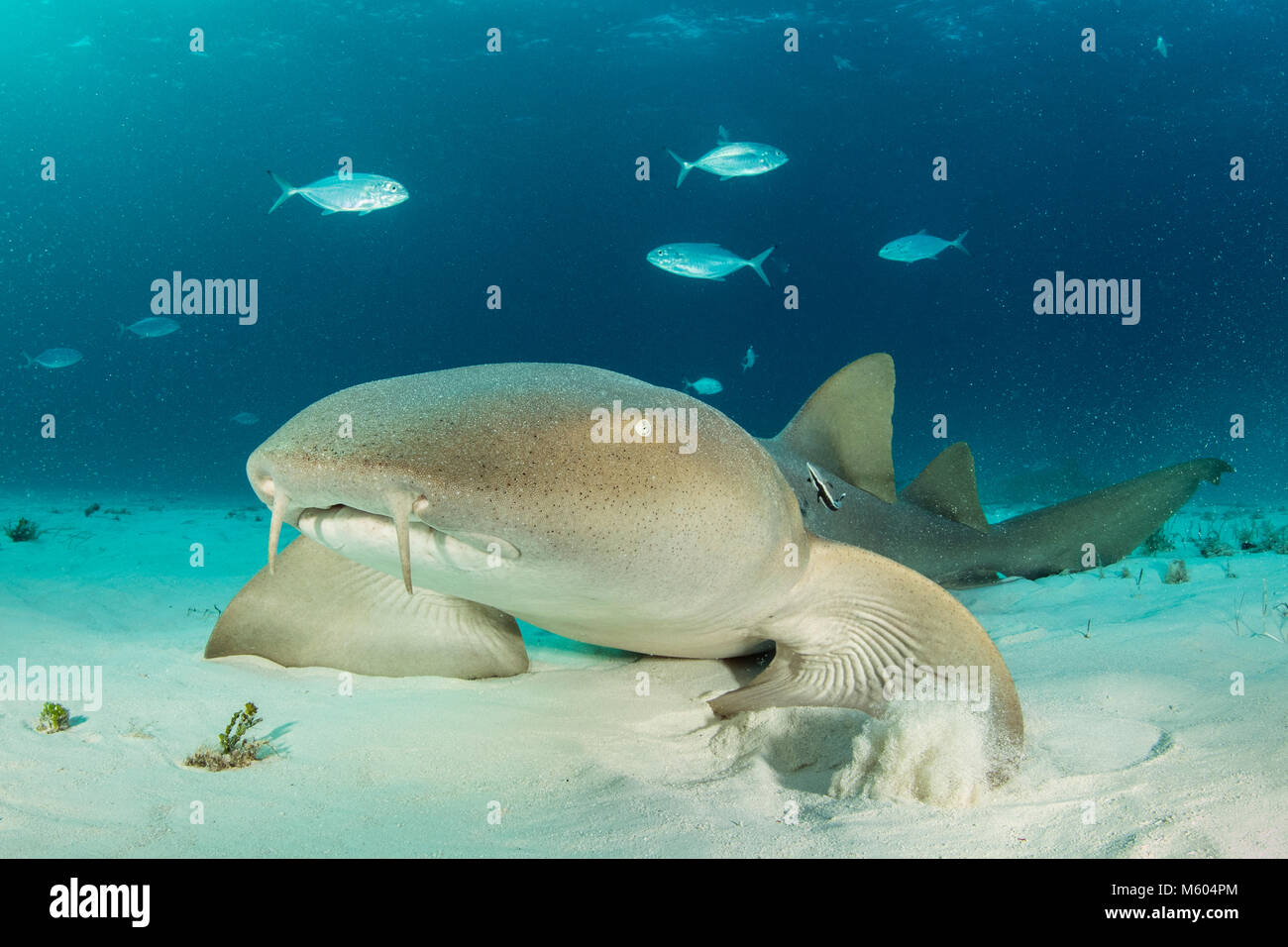 Nurse Shark, Ginglymostoma Cirratum, Bimini, Bahamas Stockfoto