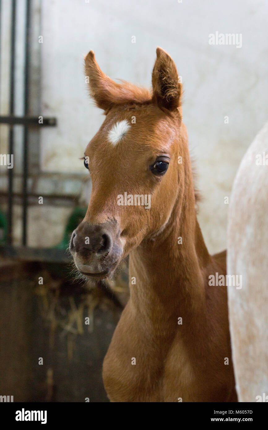 1001 Fohlen, stehend in einer Box Stockfoto