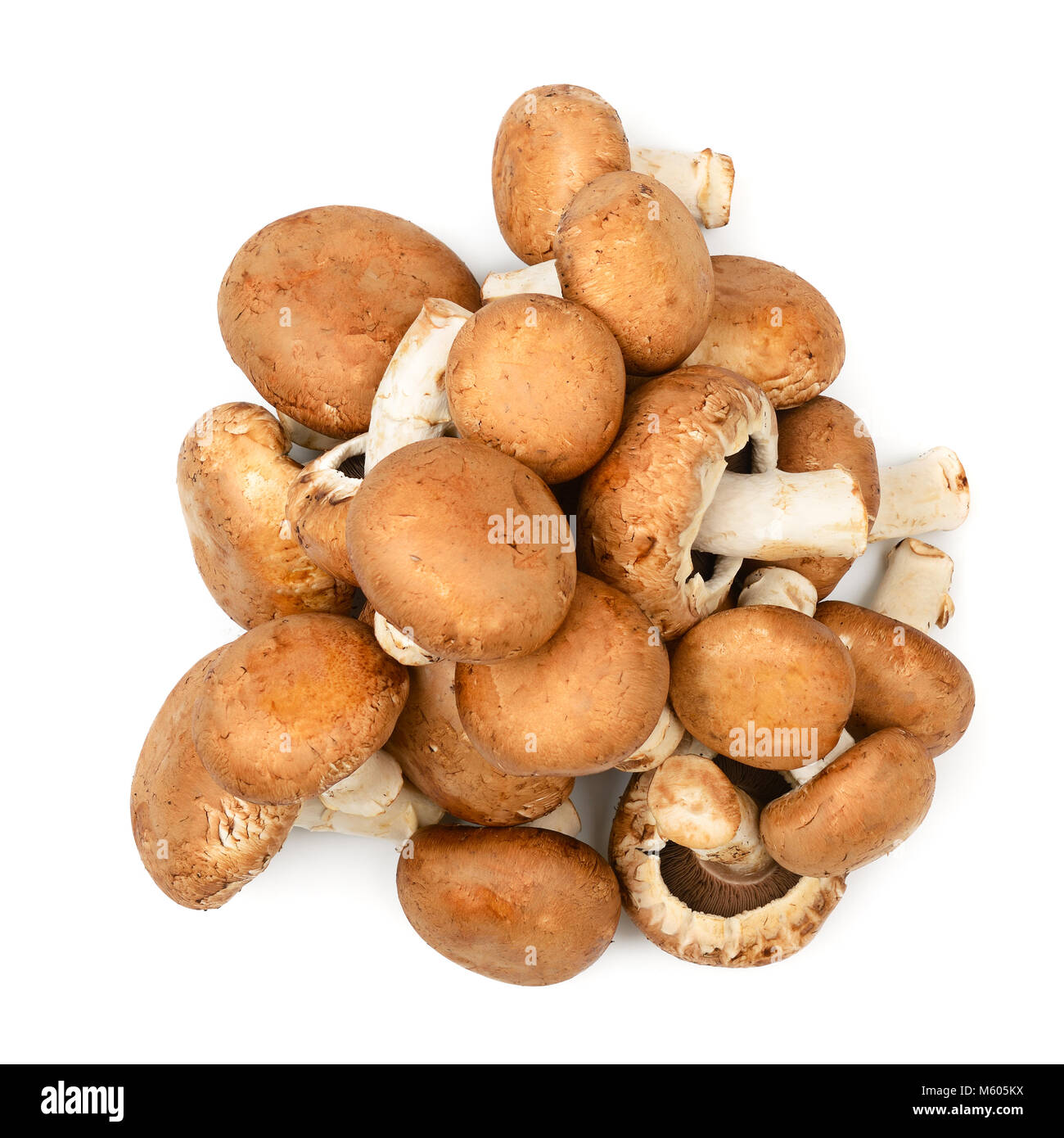 Sammlung Champignon auf weißem Hintergrund. Ansicht von oben Stockfoto