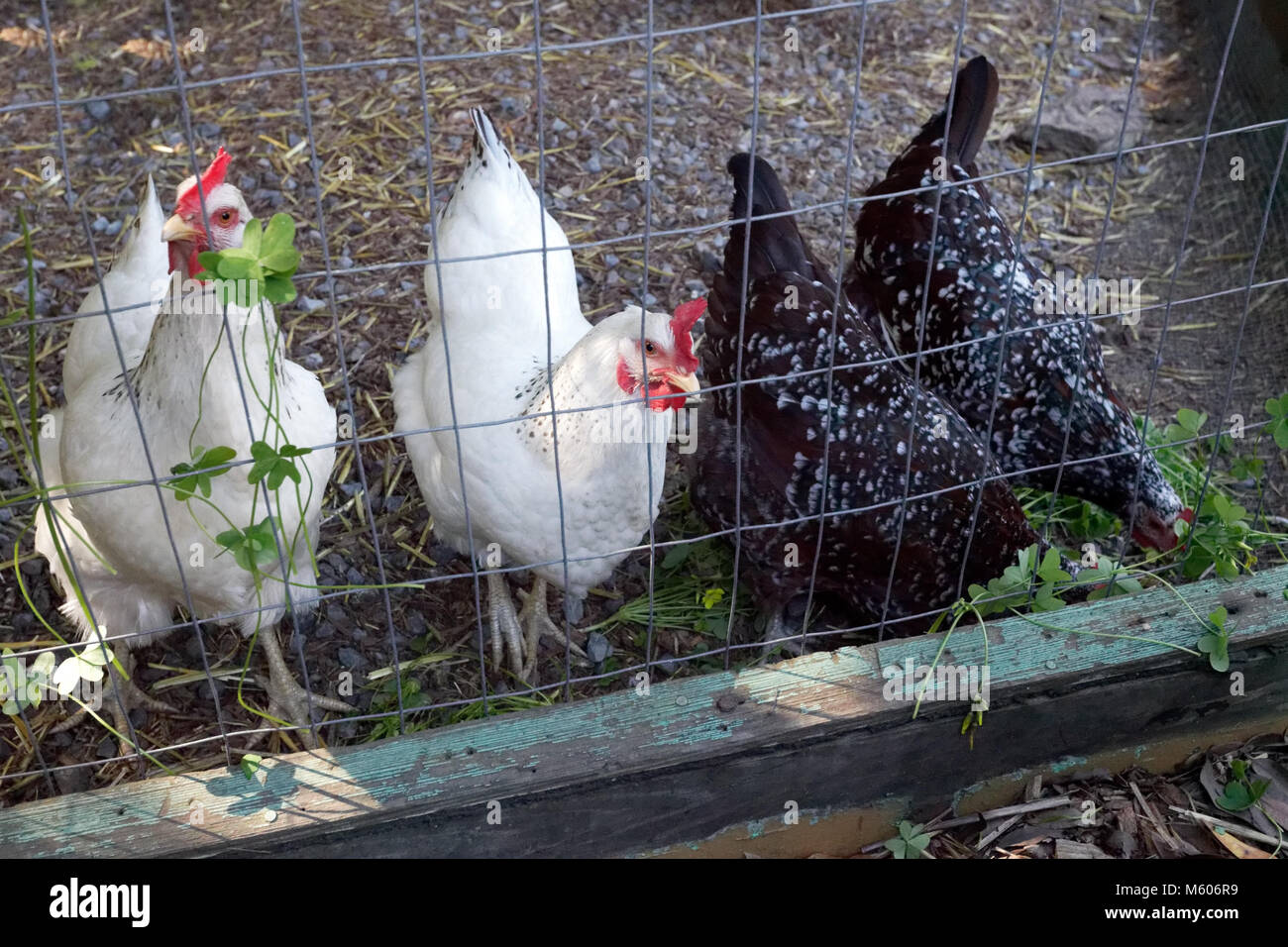 Coop Käfighaltung Fütterung auf saure Gras. Stockfoto