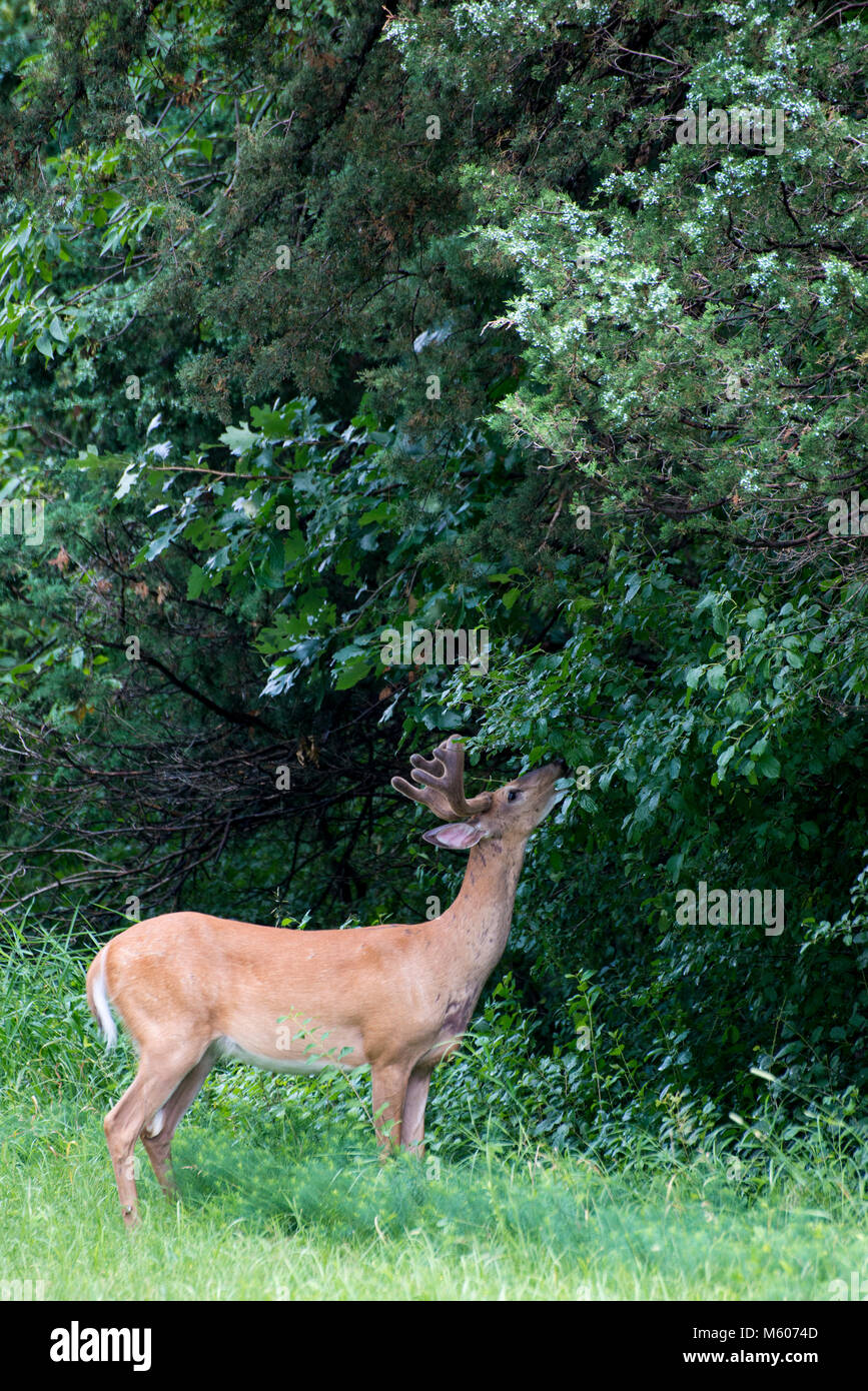 Vadnais Heights, Minnesota. John H. Allison Wald. Weißwedelhirsche, Odocoileus virginianus. White-tailed Buck mit samt Geweih essen die veget Stockfoto