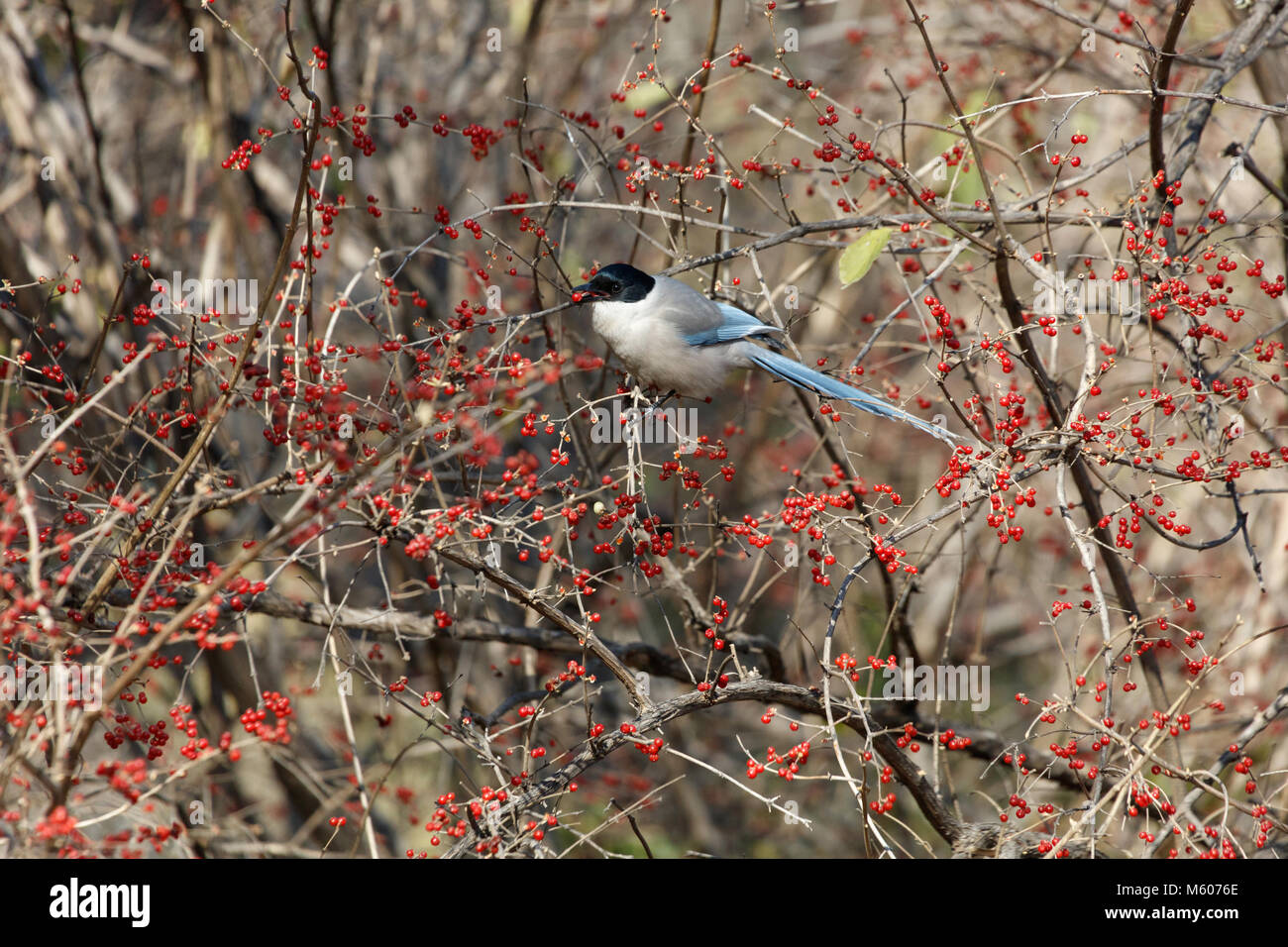 Azure - winged Magpie und Obst Baum in Peking, China Stockfoto