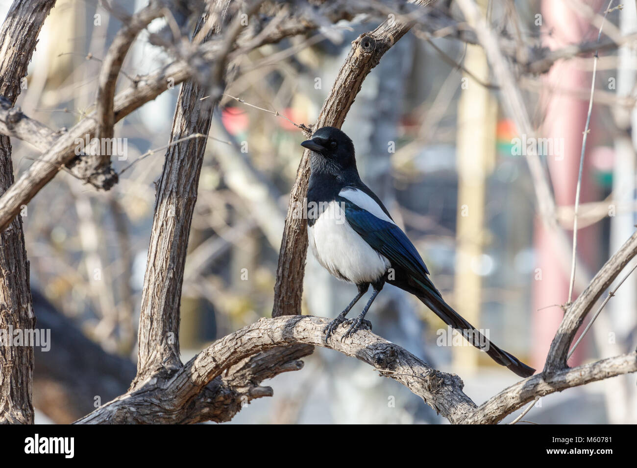 Gemeinsame Magpie und Baum in Peking, China Stockfoto