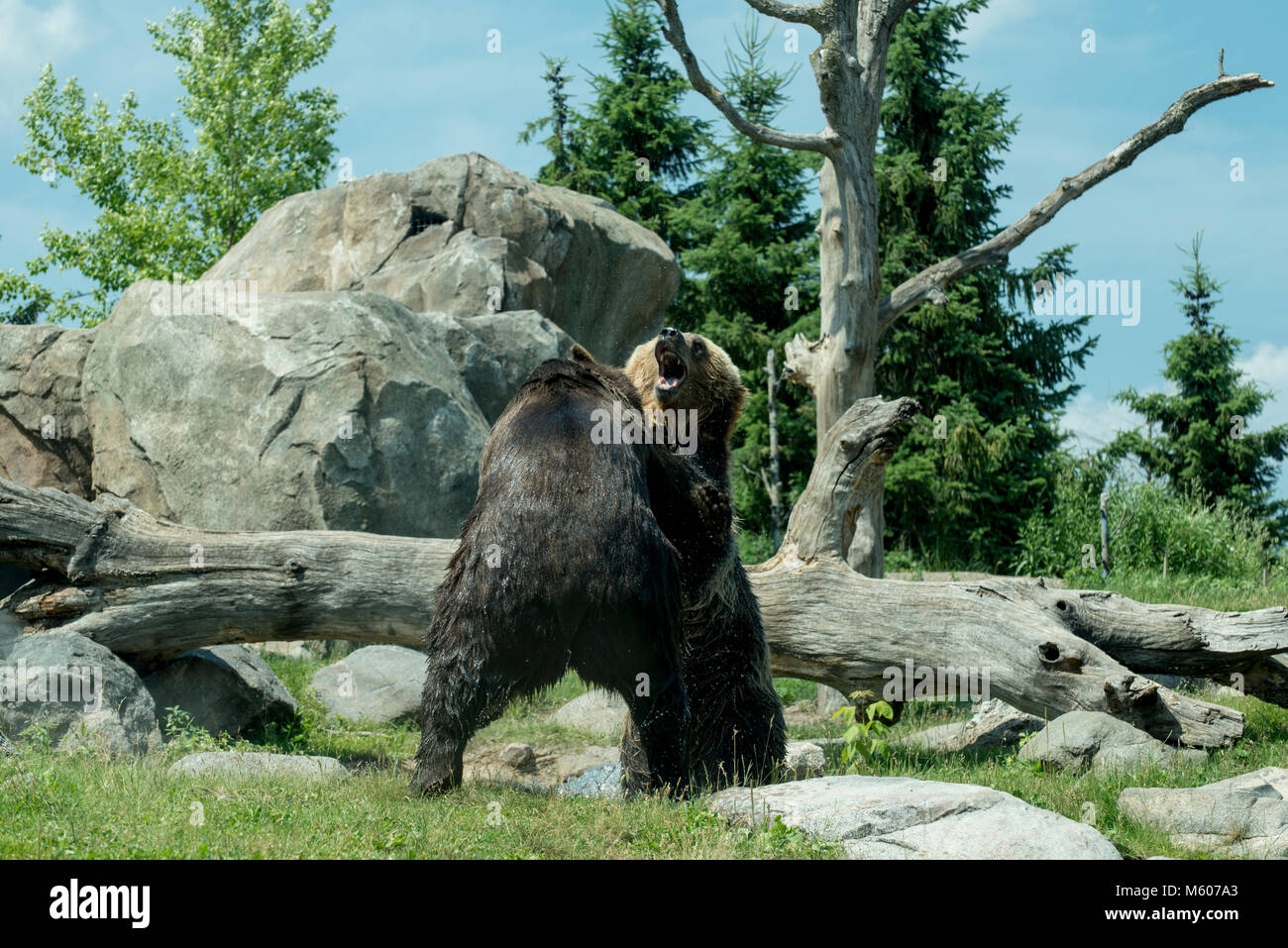 Apple Valley, Minnesota. Minnesota Zoo. Russlands Grizzly coast aufweisen. Brauner Bär aka Grizzly, Ursus arctos. Bären sind wahrscheinlich Kämpfen zu zeigen die Stockfoto