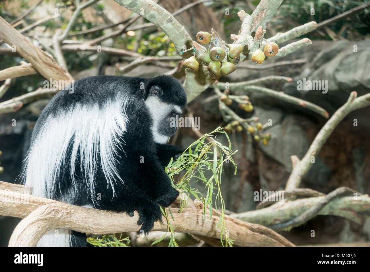 Apple Valley, Minnesota. Minnesota Zoo. Schwarzen und Weißen Colobus Monkey, Colobus guereza. Stockfoto