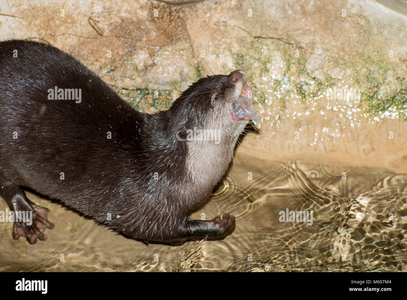 Apple Valley, Minnesota. Minnesota Zoo. Die kleinen Krallen; Otter Aonyx cinerea, Essen kleine Fische in den Zoo. Stockfoto