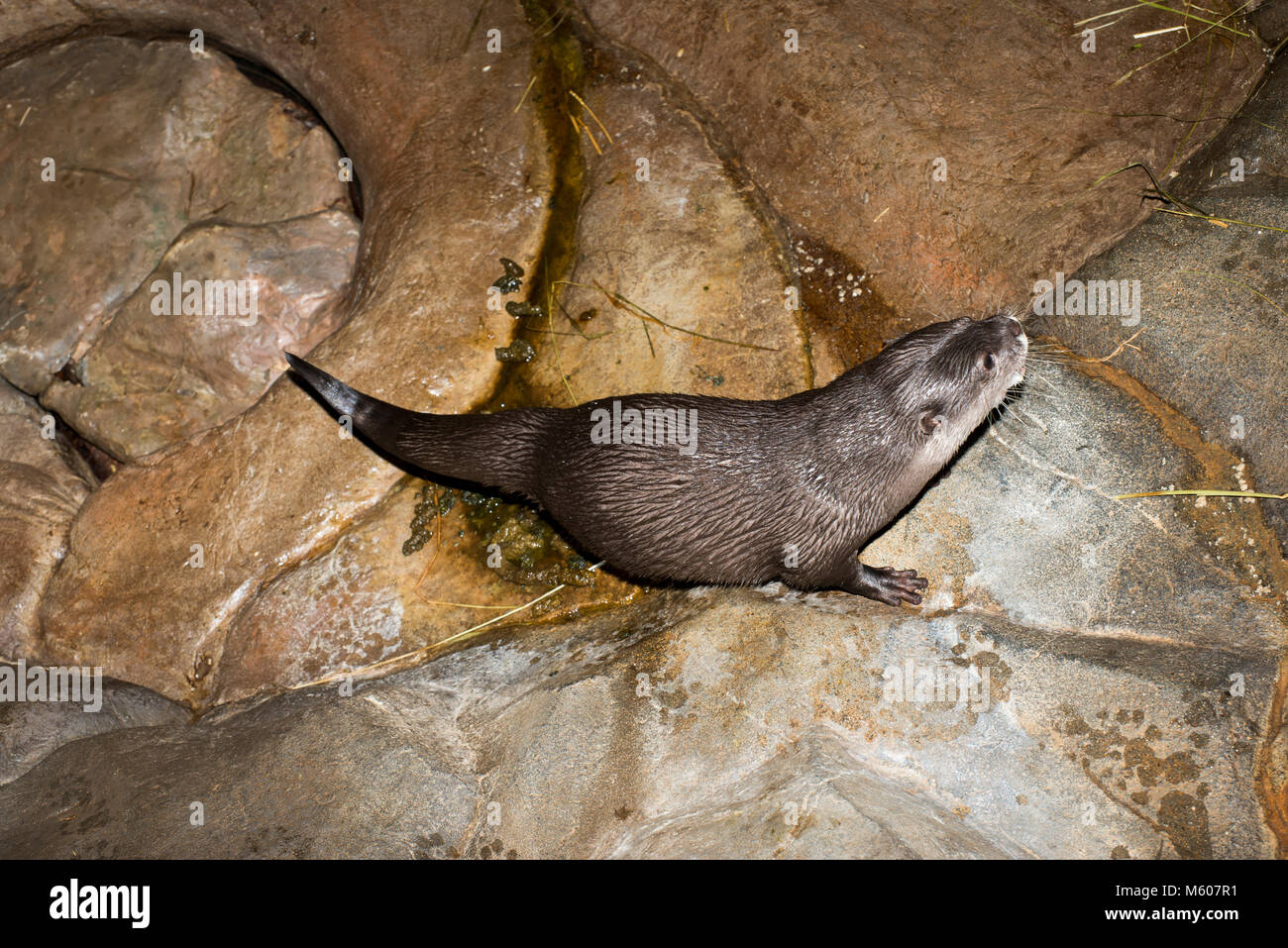Apple Valley, Minnesota. Minnesota Zoo. Asiatische Small - Kratzte; Otter Aonyx cinerea. Otter mit dem Wc nach dem Verzehr von Fisch. In der Regel benennt eine Stockfoto