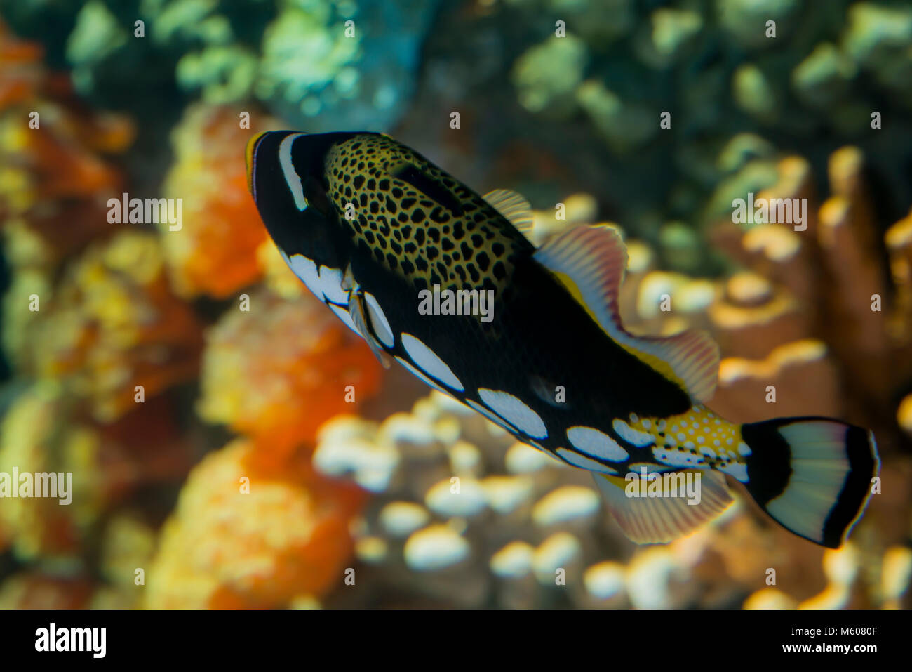 Apple Valley, Minnesota. Minnesota Zoo. Clown Drückerfisch, Balistoides conspicillum. Stockfoto