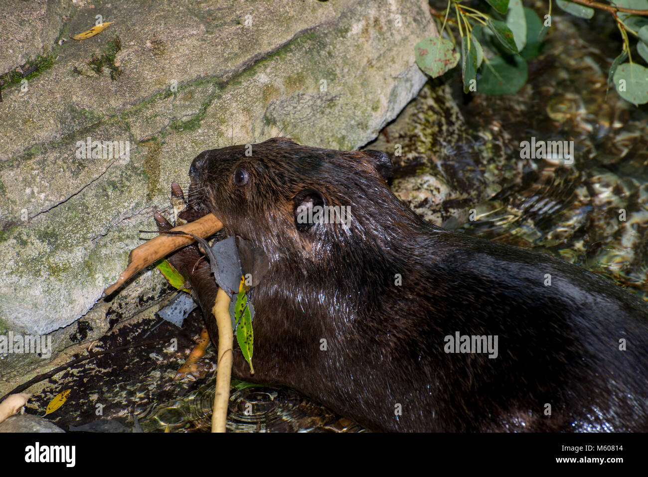 Apple Valley, Minnesota. Minnesota Zoo. Amerikanischer Biber, Castor canadensis. Biber kauen die Rinde aus einem Zweig. Stockfoto
