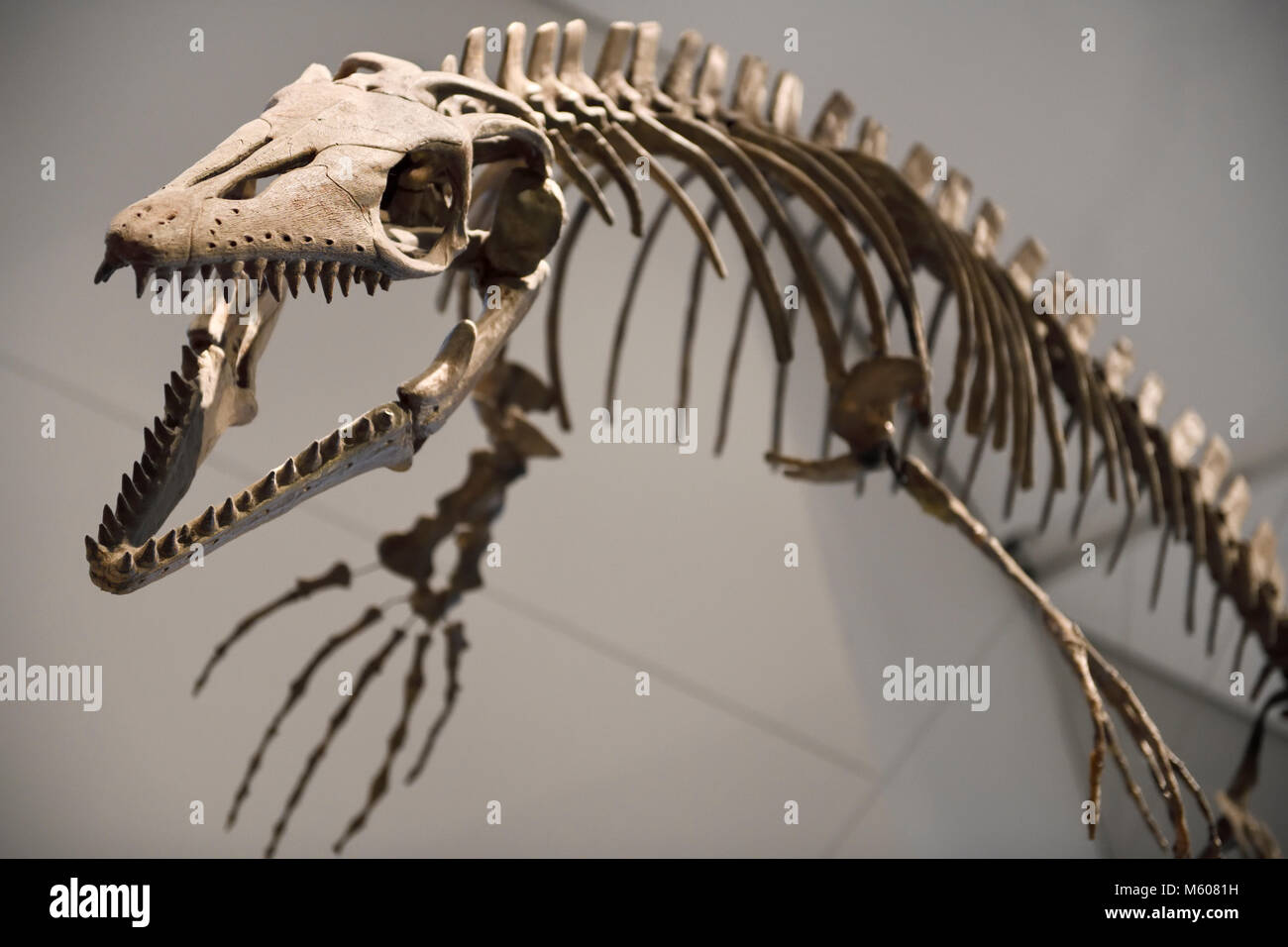 Platecarpus coryphaeus einen 83 Millionen Jahre alten fossilen mosasaur von Kansas an der Dinosaurier-ausstellung auf dem Toronto ROM Crystal hinaus Stockfoto