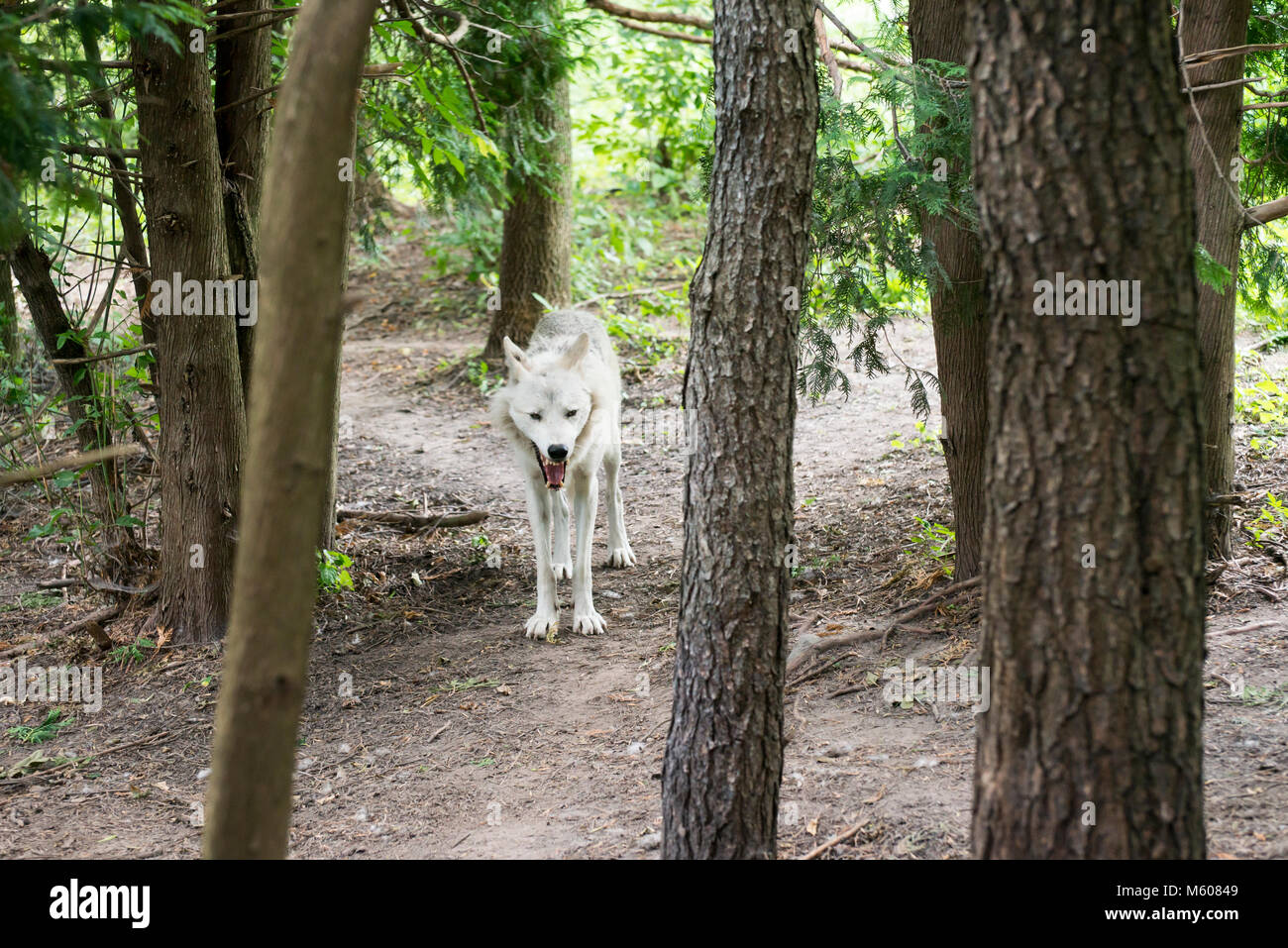Apple Valley, Minnesota. Minnesota Zoo. Grauer Wolf, Canis lupus. Stockfoto