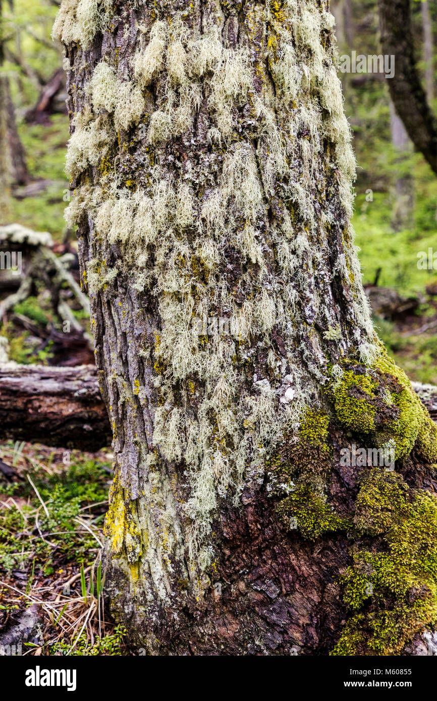 Moos & Flechten wachsen in Buche Wald; Sendero ein Velo La Cascada de La Novia; Pfad zum Velo de La Novia Wasserfall, Ushuaia, Argentinien Stockfoto
