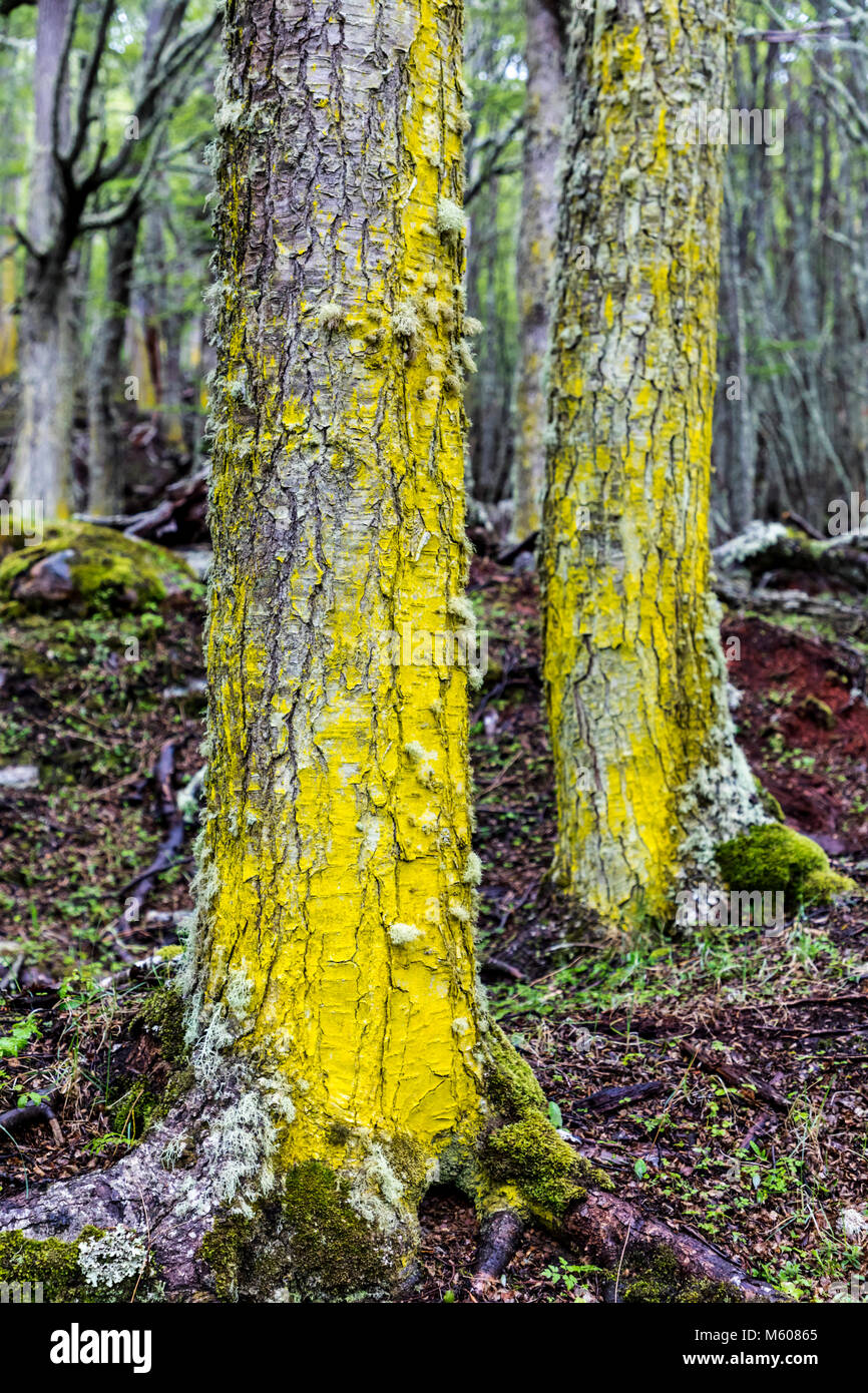 Gelbe Moos & Flechten wachsen in Buche Wald; Sendero ein Velo La Cascada de La Novia; Pfad zum Velo de La Novia Wasserfall, Ushuaia, Argentinien Stockfoto