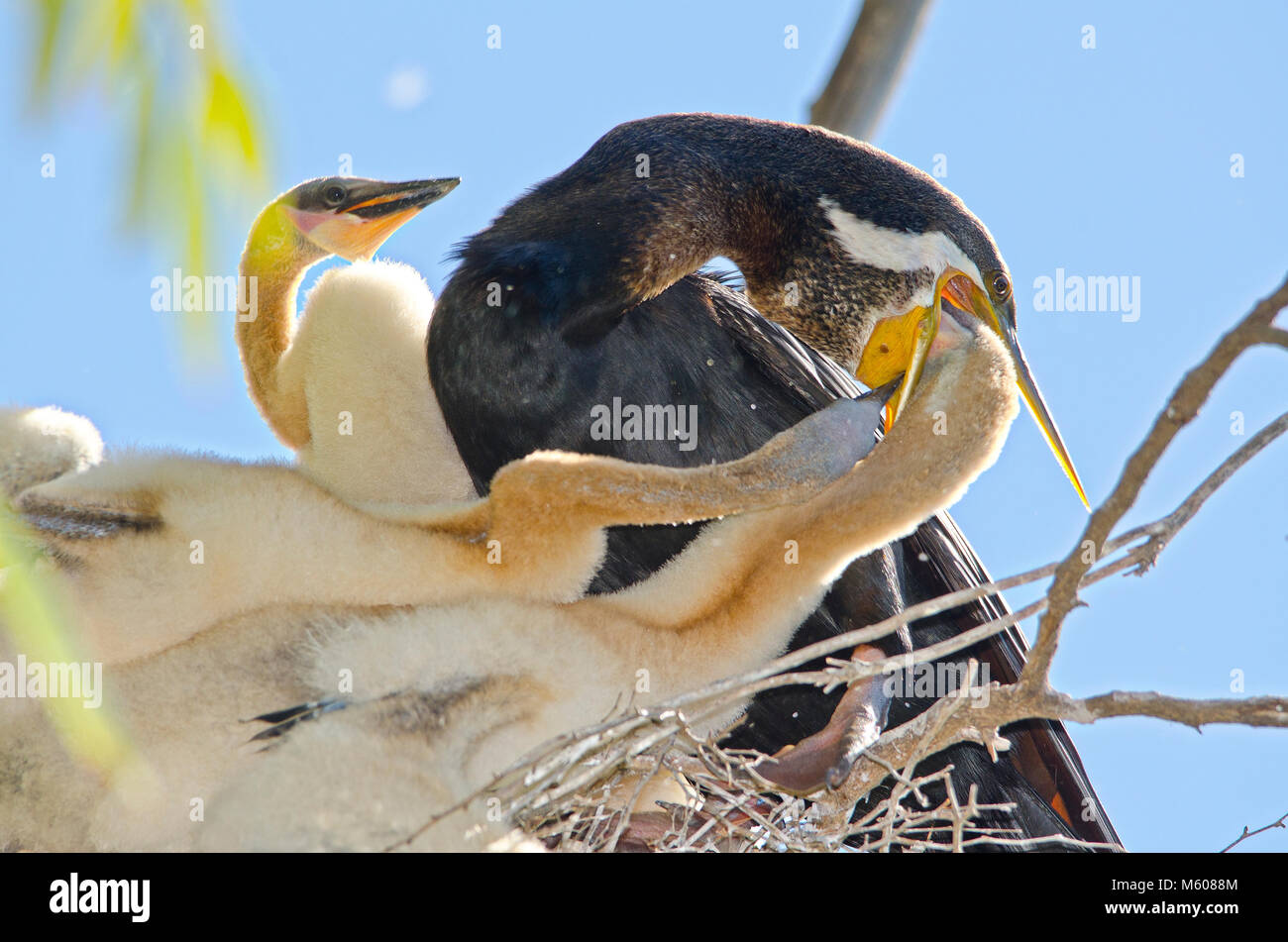 Australiasian schlangenhalsvogel (Anhinga novaehollandiae) mit Küken im Nest Stockfoto