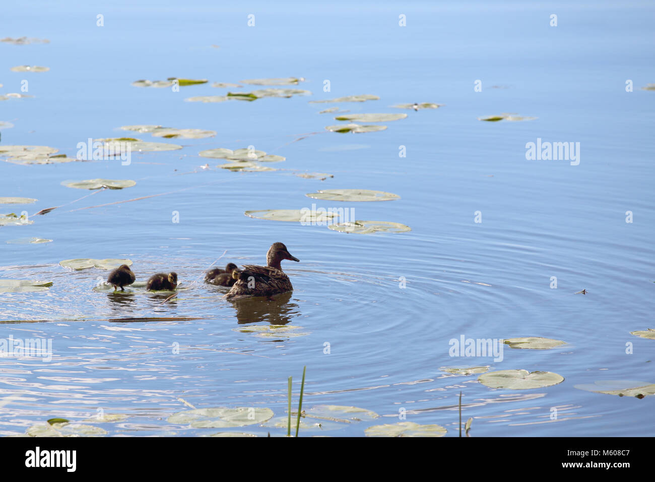 Entenfamilie mit vielen kleinen Entchen schwimmen im Teich