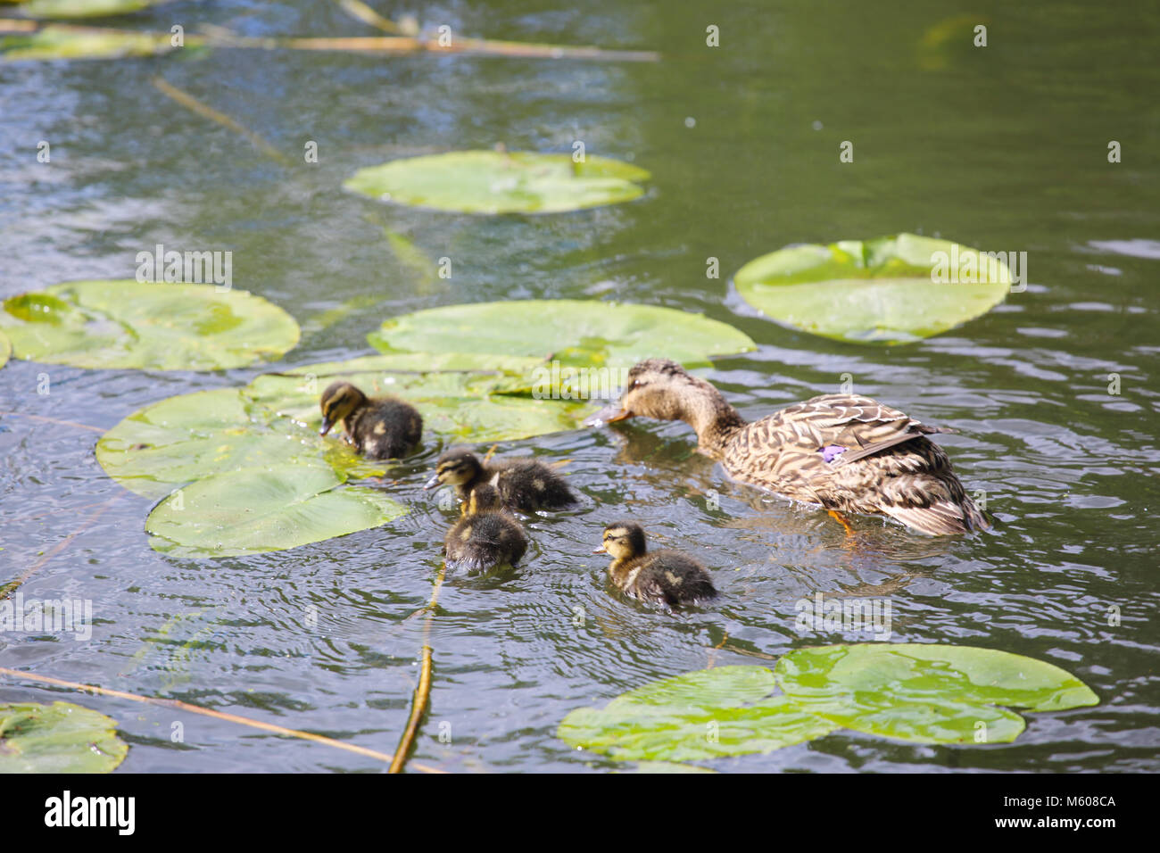 Entenfamilie mit vielen kleinen Entchen schwimmen im Teich