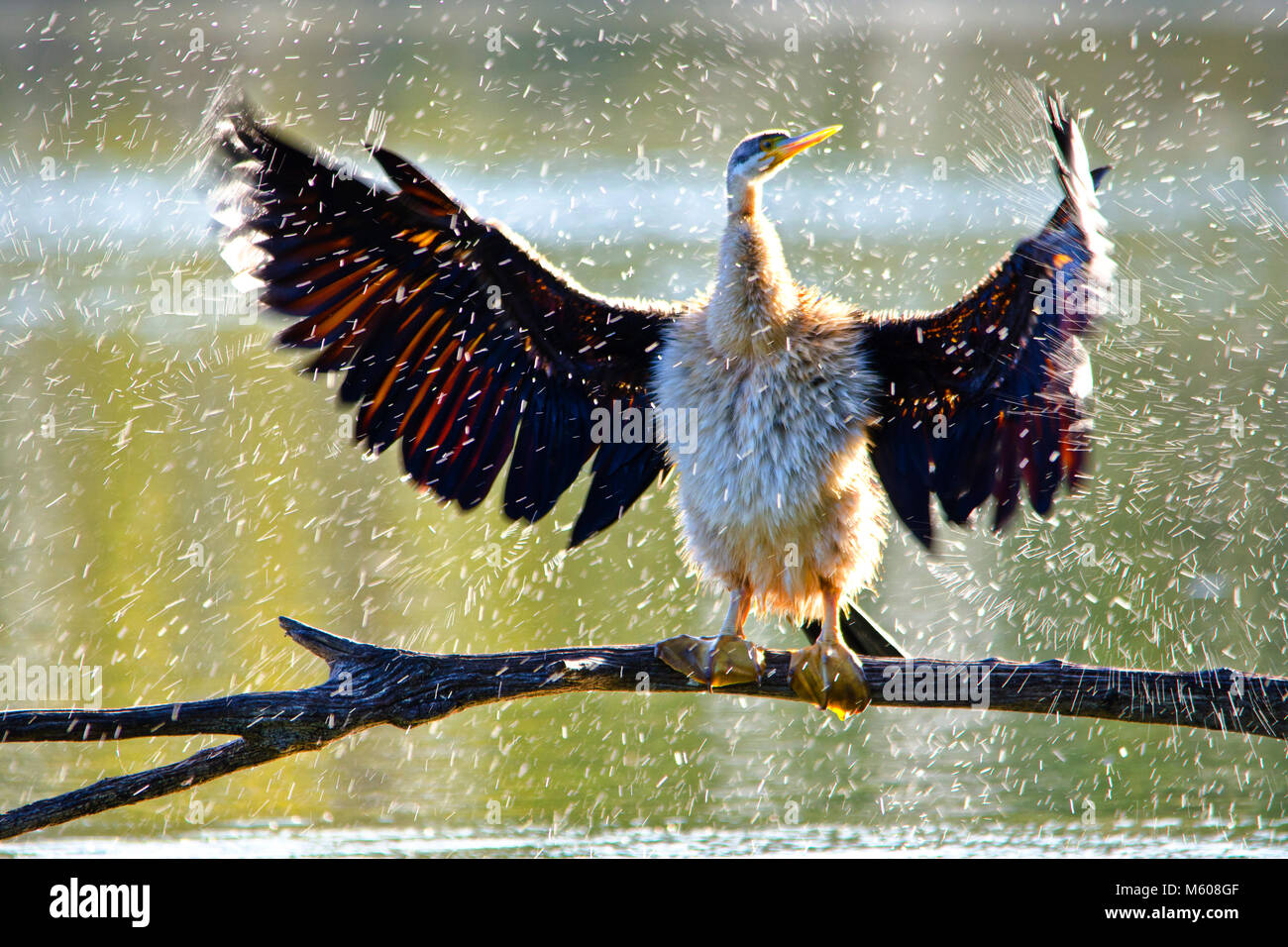 Australiasian schlangenhalsvogel (Anhinga novaehollandiae) schütteln Wasser aus der Federn. Alcoa Wetlands Reserve, Western Australia Stockfoto