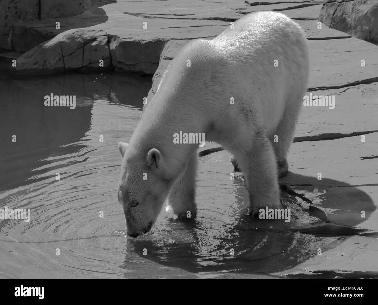 Polar Bear; Ursus maritimus Stockfoto