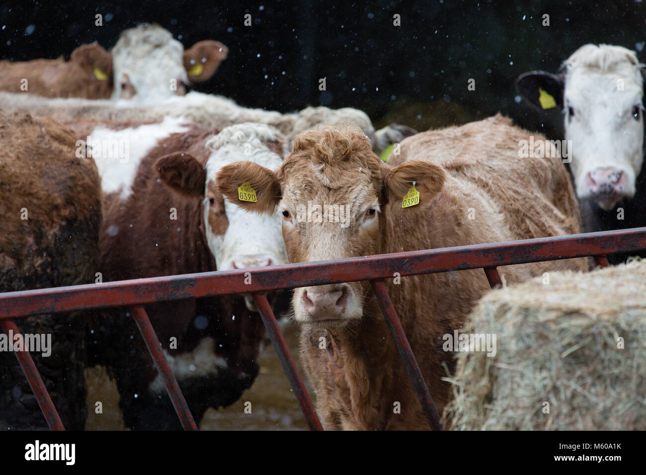 Schneefall in den Simmentaler Rinder außerhalb der Scheune in Kilmore, Kilcock, Co Meath, Irland stehend Stockfoto