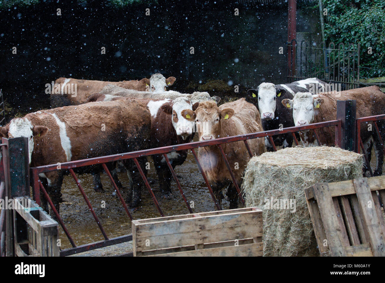 Schneefall in den Simmentaler Rinder außerhalb der Scheune in Kilmore, Kilcock, Co Meath, Irland stehend Stockfoto