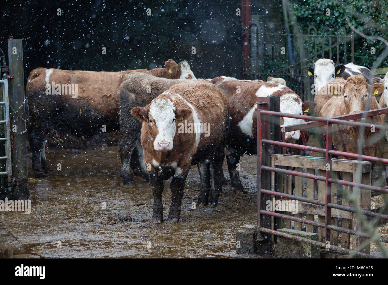 Schneefall in den Simmentaler Rinder außerhalb der Scheune in Kilmore, Kilcock, Co Meath, Irland stehend Stockfoto