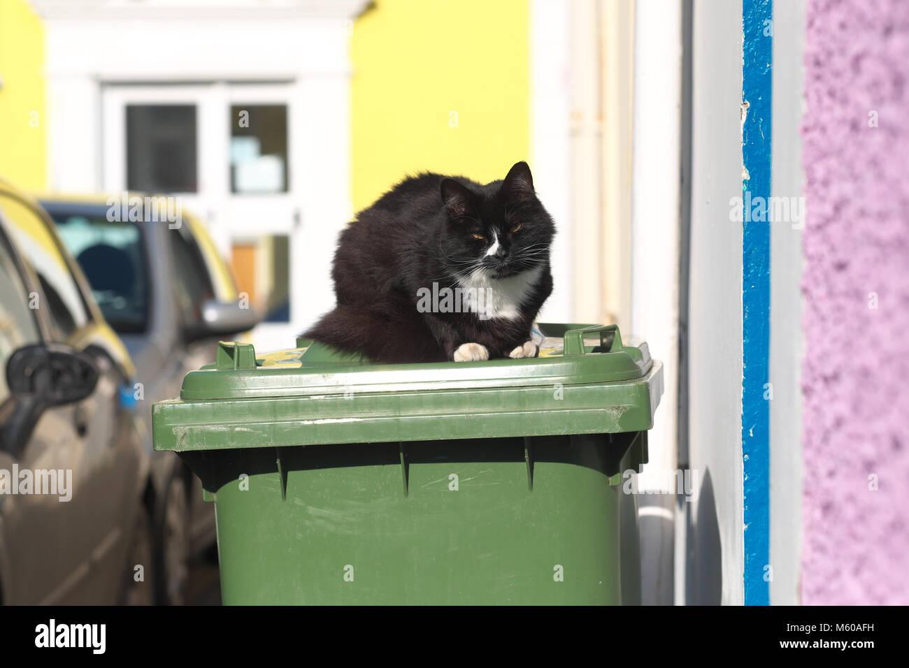 Haustier Katze saß auf einem Mülleimer in der Sonne außerhalb einer House UK Stockfoto