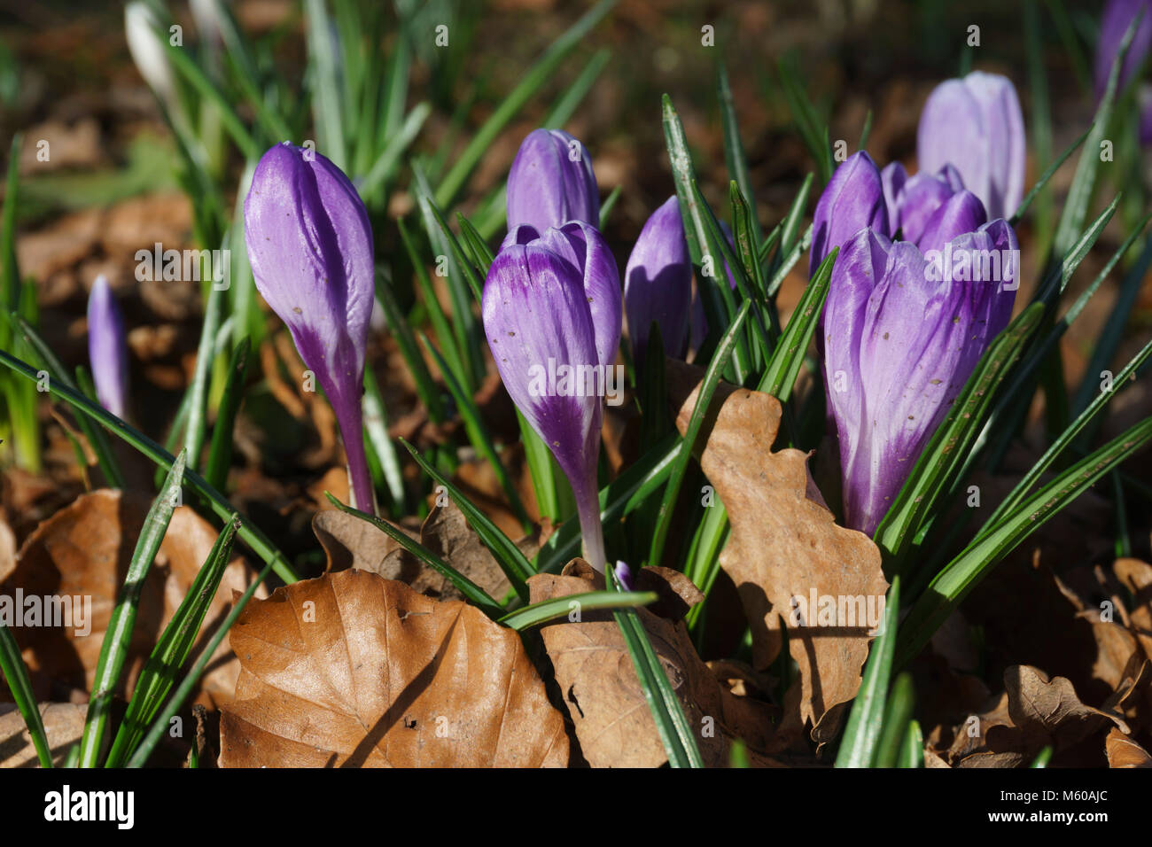 Erste Frühling Blumen, Ende Februar, Kelso alten Kirchhof Scottish Borders - Crocus sativus. Stockfoto
