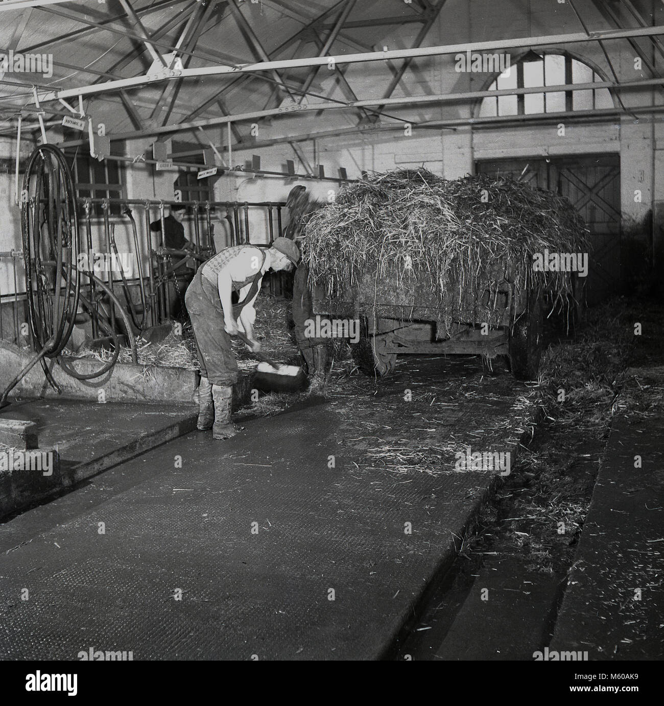 1950, historische, junge Landwirte mucking, Reinigen der Rinder Stroh in einer Scheune, in einen Warenkorb, England, Großbritannien Stockfoto