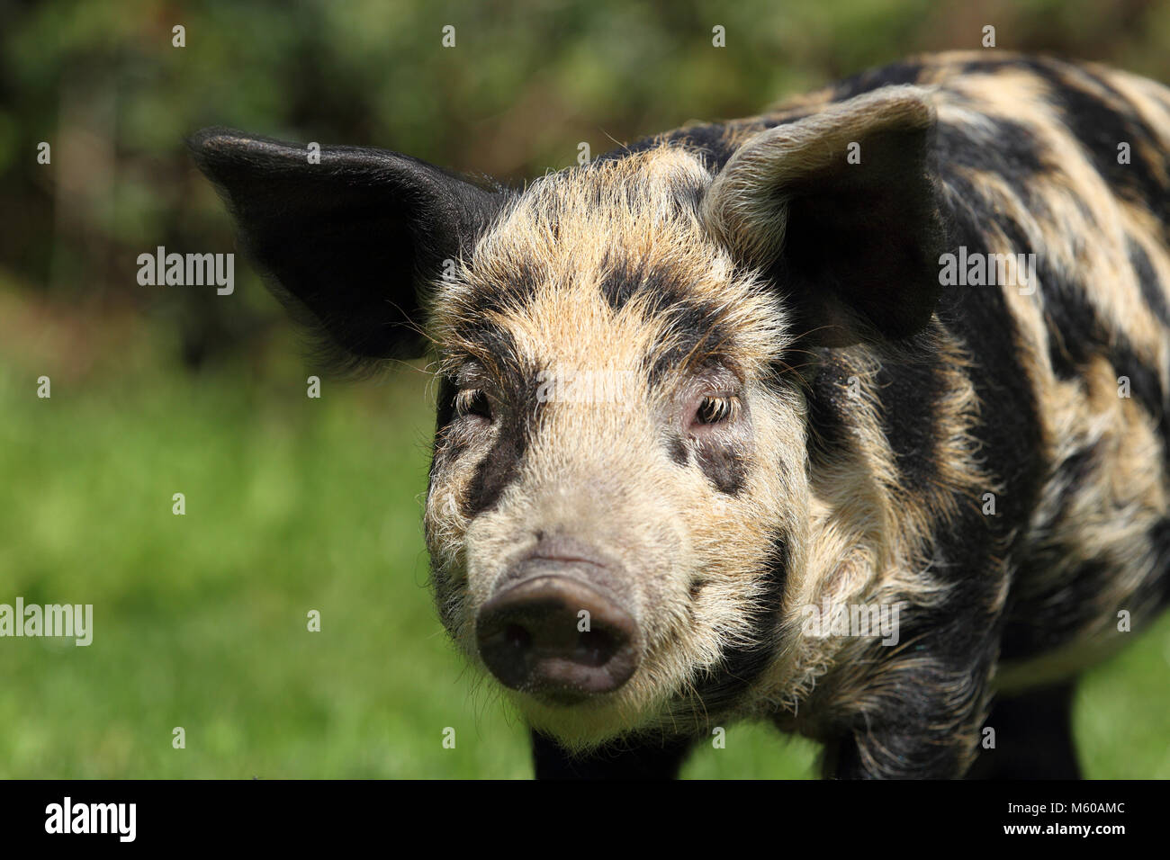 Hausschwein, Turopolje x?. Porträt einer Ferkel (5 Wochen alt). Deutschland Stockfoto