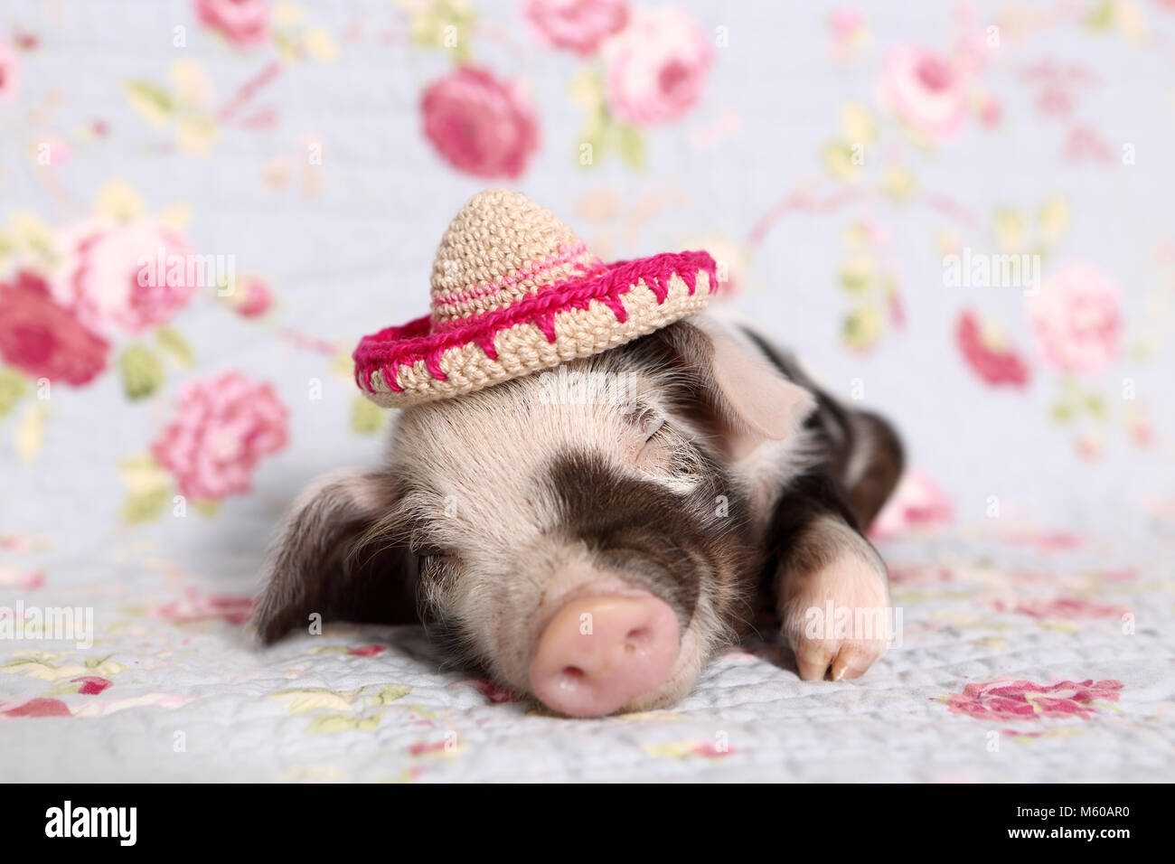 Hausschwein, Turopolje x?. Ferkel (1 Woche alt) das Tragen eines Gestricken sombrero, schlafen. Studio Bild vor einem blauen Hintergrund mit Rose Blume drucken. Deutschland Stockfoto