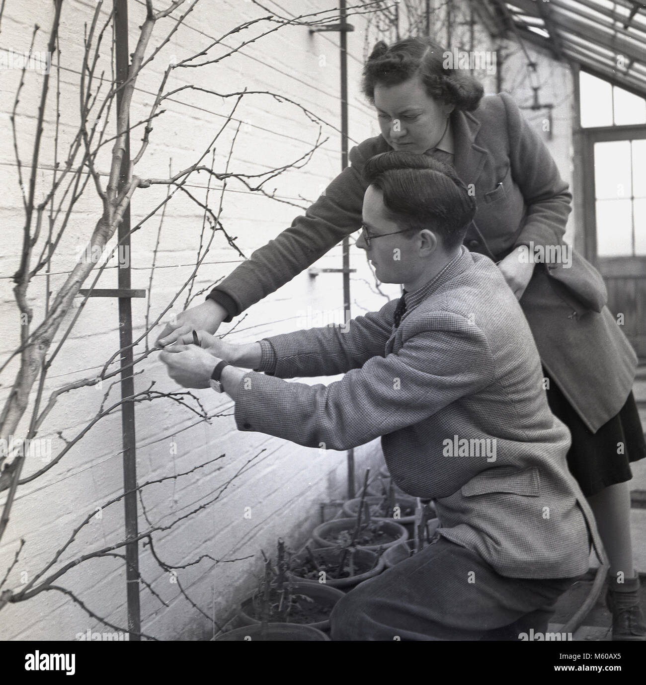 1950, historische, in einem greehouse eine landwirtschaftliche Hochschule, Student von einer Lehrerin gezeigt wird, wie ein Schnitt, ein Stamm, aus einer Frucht Pflanze, die auf eine Wand, die Vermehrungszwecken dienen, England, UK. In den Nachkriegsjahren in Großbritannien, der Not und der weiterhin mit Essen Rationierung, gab es einen besonderen Schwerpunkt auf die Ausbildung junger Menschen über Landwirtschaft, Landwirtschaft und Nahrungsmittelproduktion. Stockfoto