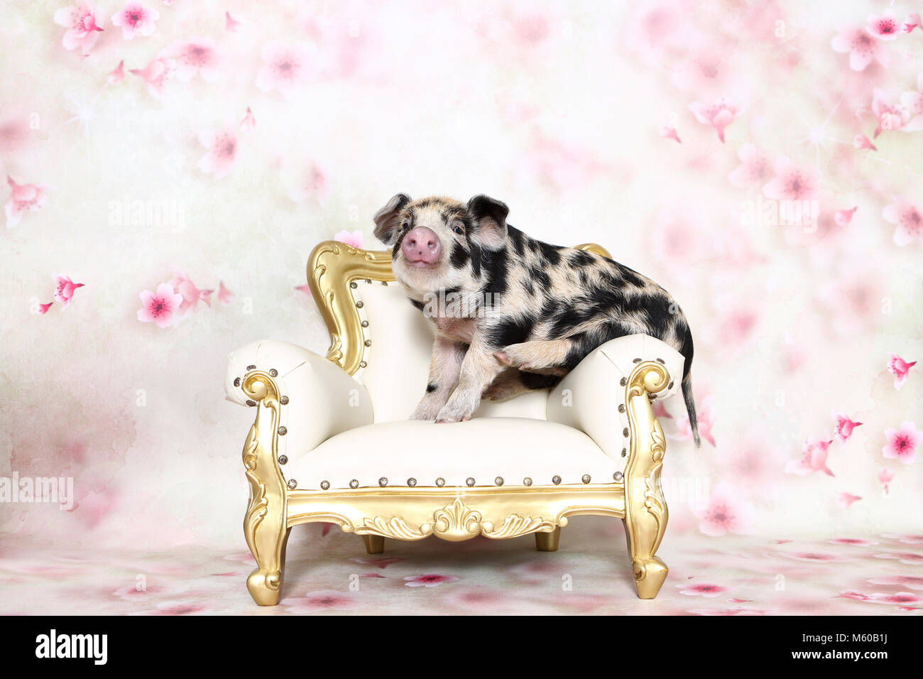 Hausschwein, Turopolje x?. Ferkel (4 Wochen alt) auf einem antiken Sessel. Studio Bild gegen einen weißen Hintergrund mit Blume drucken gesehen. Deutschland Stockfoto