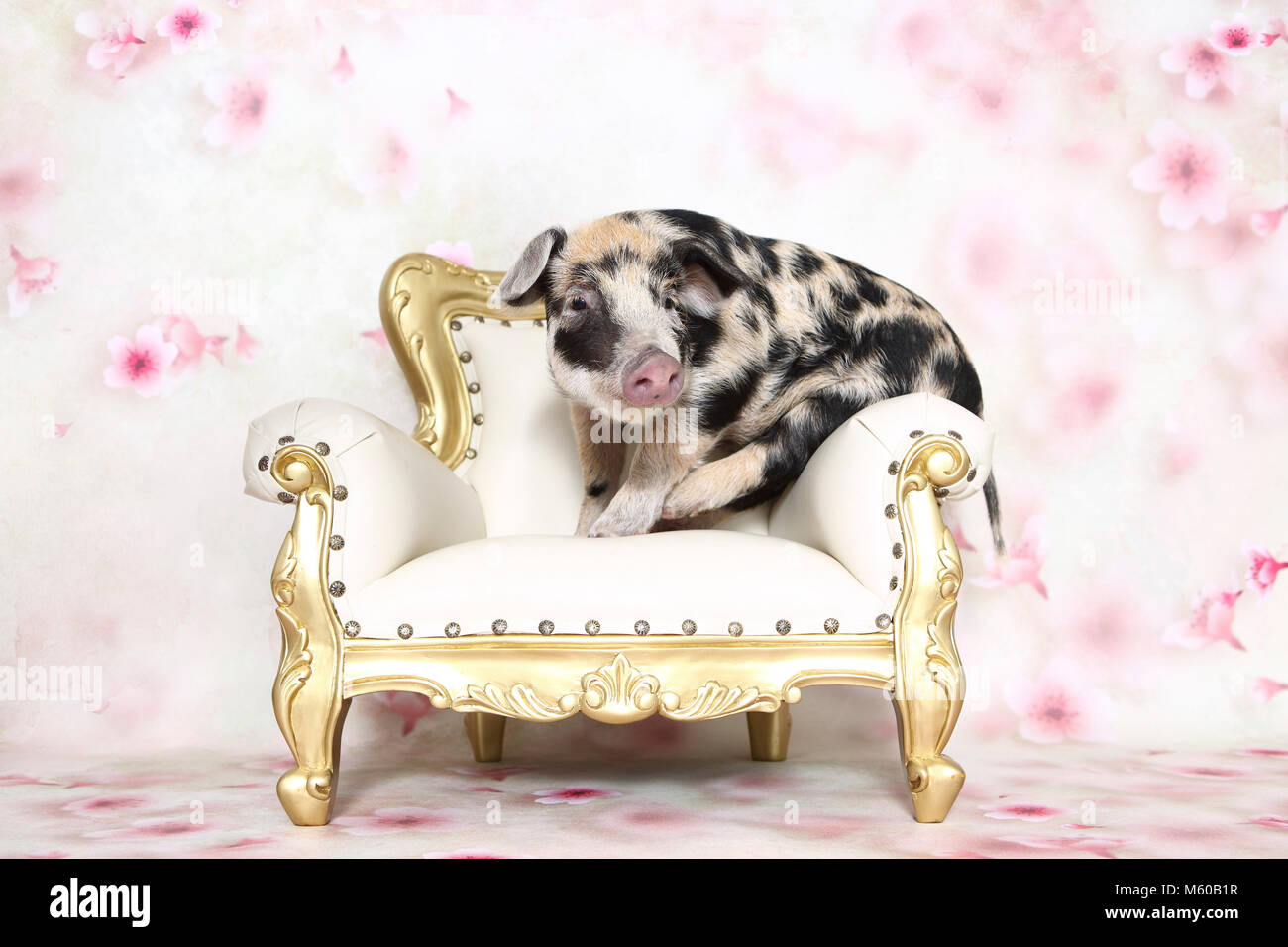 Hausschwein, Turopolje x?. Ferkel (4 Wochen alt) auf einem antiken Sessel. Studio Bild gegen einen weißen Hintergrund mit Blume drucken gesehen. Deutschland Stockfoto