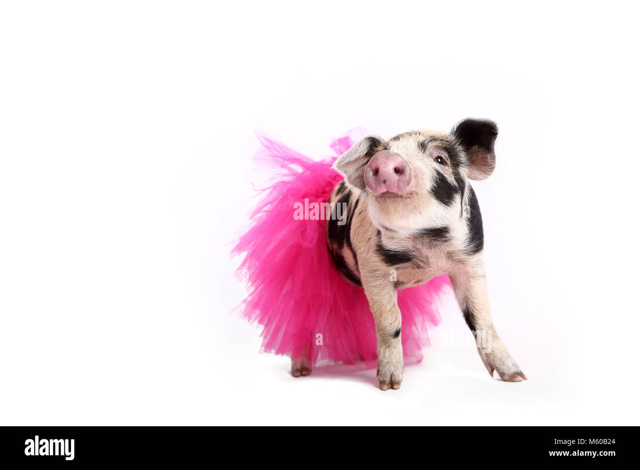 Hausschwein, Turopolje x?. Ferkel (4 Wochen alt) trägt einen rosa Tutu, stehend. Studio Bild vor einem weißen Hintergrund zu sehen. Deutschland Stockfoto