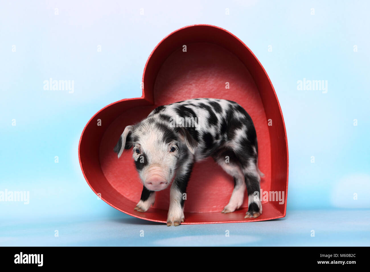 Hausschwein, Turopolje x?. Ferkel (1 Woche alt) in ein rotes Herz aus Karton. Studio Bild gegen einen hellblauen Hintergrund gesehen. Deutschland Stockfoto